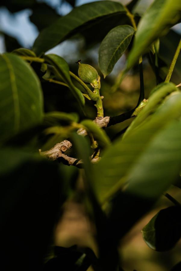 Walnut Tree Cottages Whorouly ภายนอก รูปภาพ